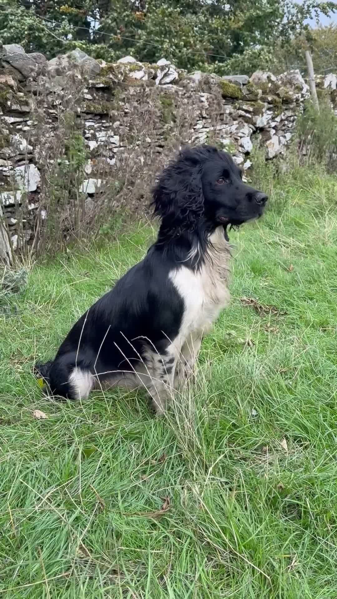 English Springer Spaniel dogs for stud: Heavily marked B&W FULLY HEALTH TESTED ESS - Video 1