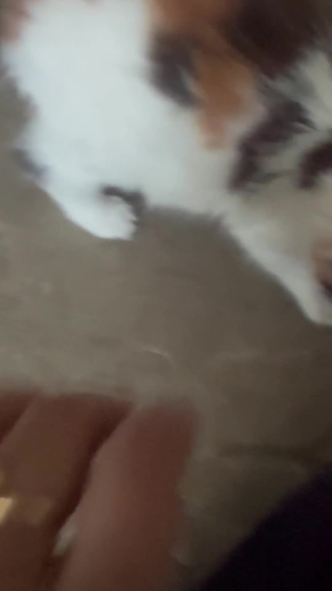 Ragdoll cats for sale: Rare Beautiful Calico ragdoll for sale! - Video 1