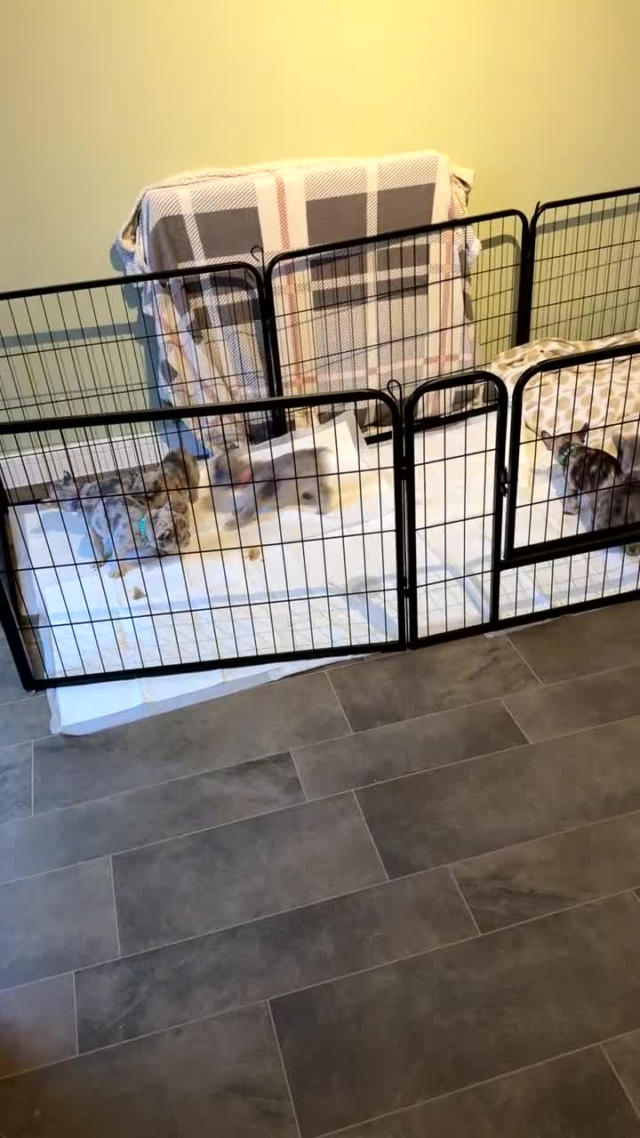 French Bulldog dogs for sale: Reduced to £1250. 1 boy 2 girls left - Video 1