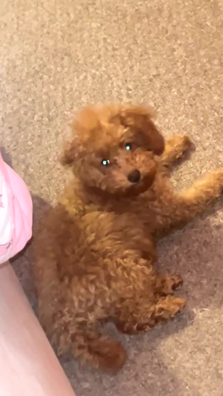 Toy Poodle dogs for sale: Female toy poodle puppy for sale - Video 1