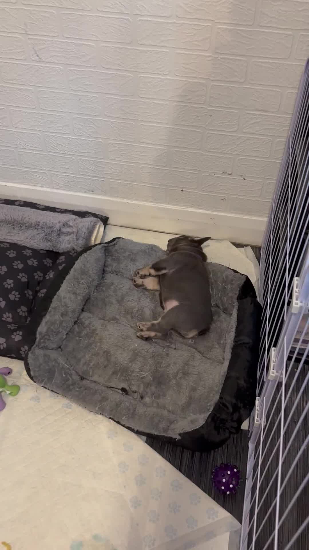 French Bulldog dogs for sale: Male French bulldog puppies  - Video 1