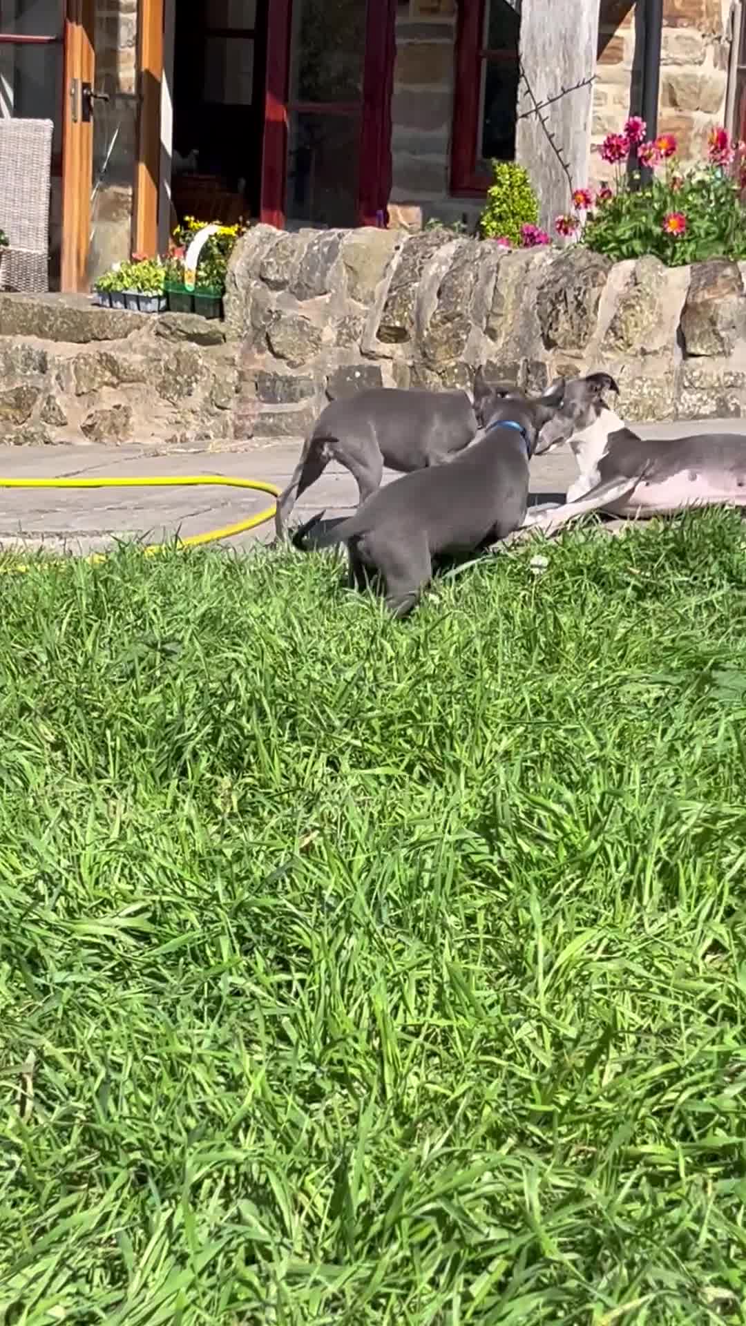 Whippet dogs for sale: ✨1 BOY LEFT!!✨£1,000 - Video 1