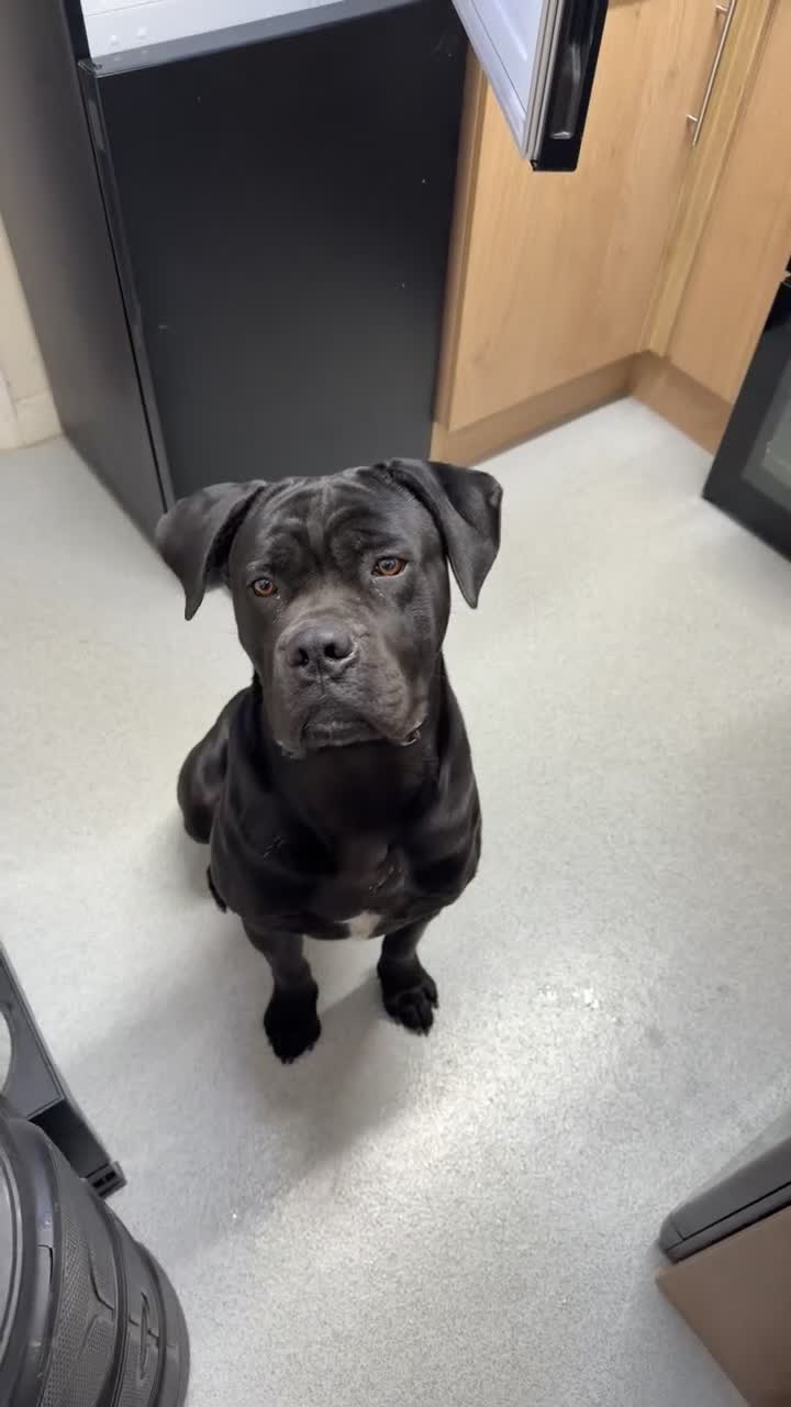 Mixed Breed dogs for sale: Cane corse x American bulldog puppies in Alford - Video 1