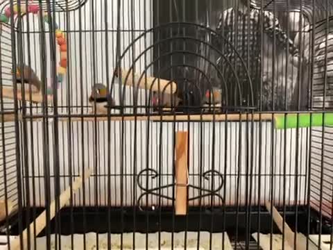Finches birds for sale: 4 male Zebra Finches  - Video 1