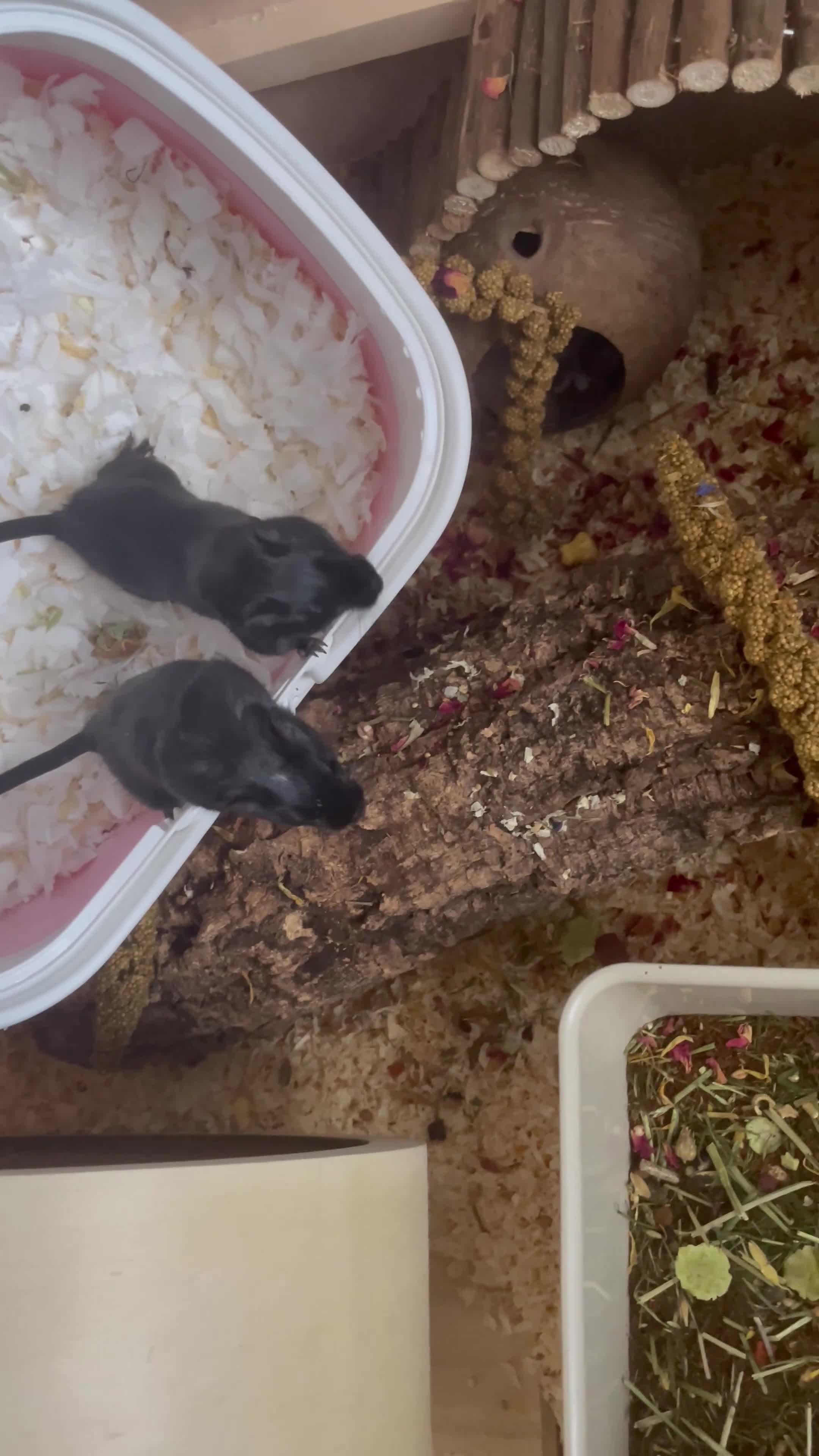 Gerbil rodents for sale:  2 Female gerbils for rehoming  - Video 1