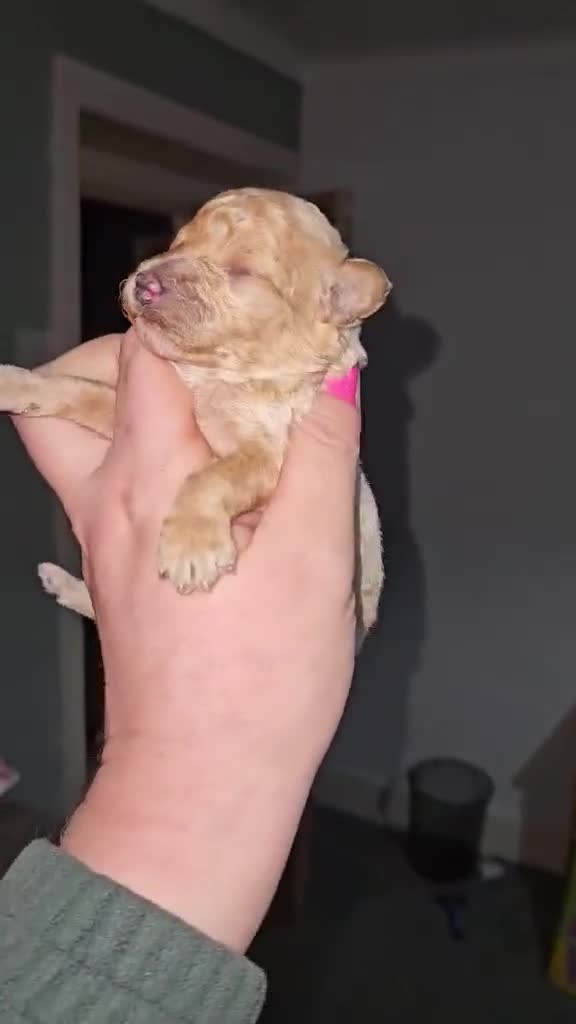 Toy Poodle dogs for sale: Kc toy poodles  - Video 1