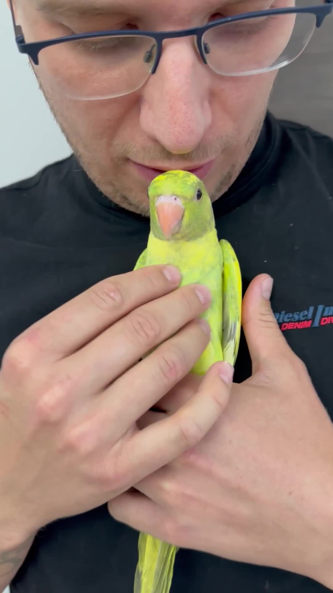 Ringnecks birds for sale: Hand-Reared Ringneck Rare & Extremely Friendly - Video 1
