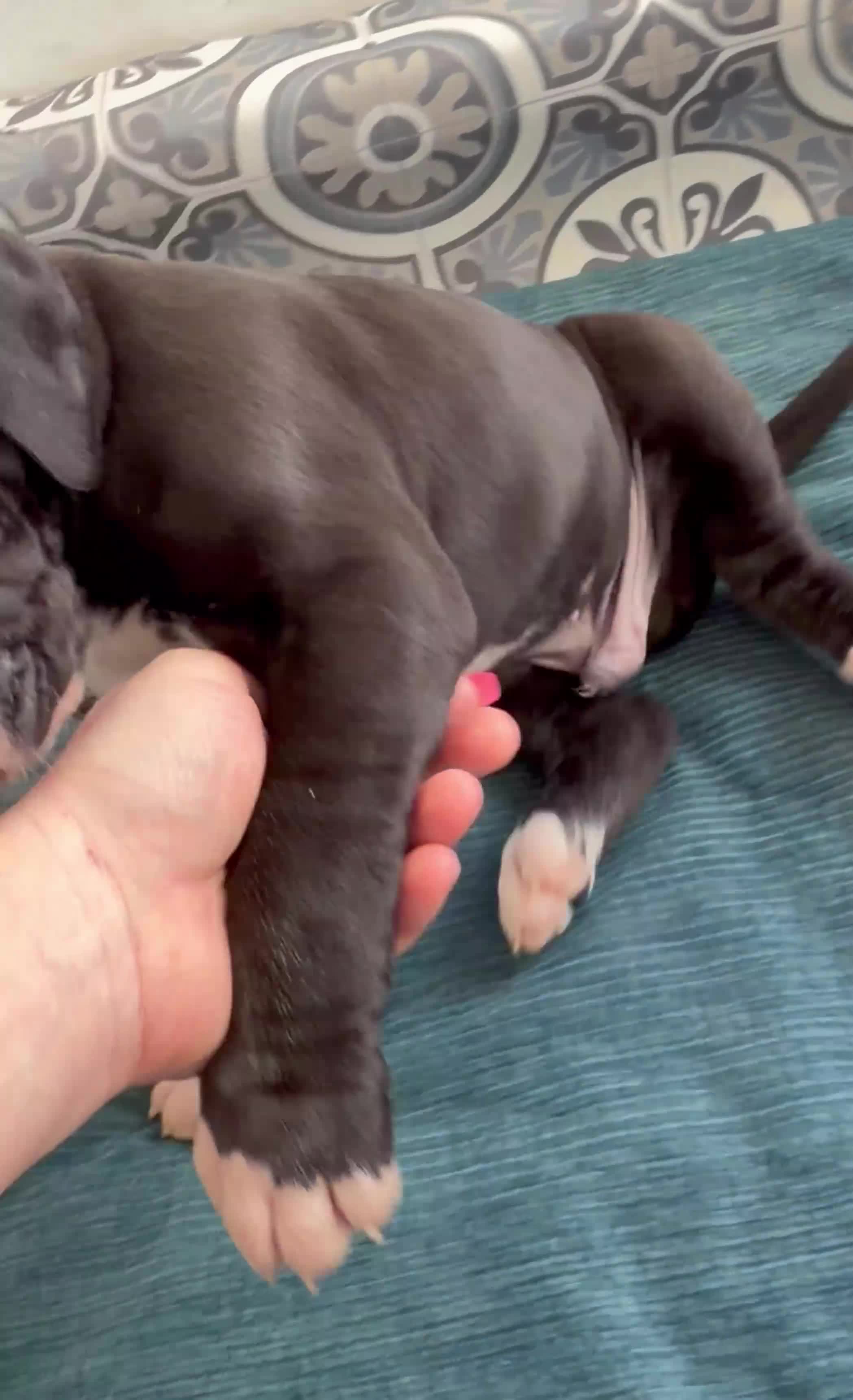 Great Dane dogs for sale: KC Reg READY NEXT WEEK 🐶 HEALTH TESTED 🐶 - Video 4