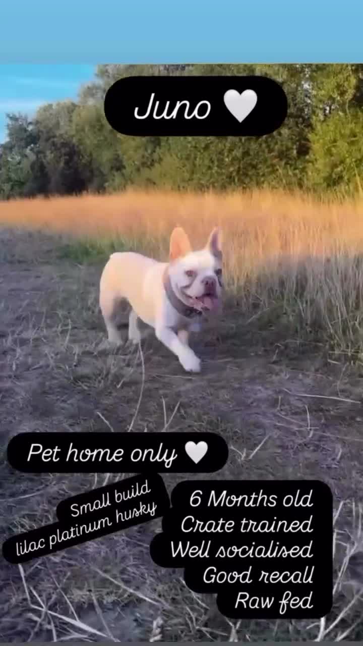 French Bulldog dogs for sale: Little Juno… - Video 1