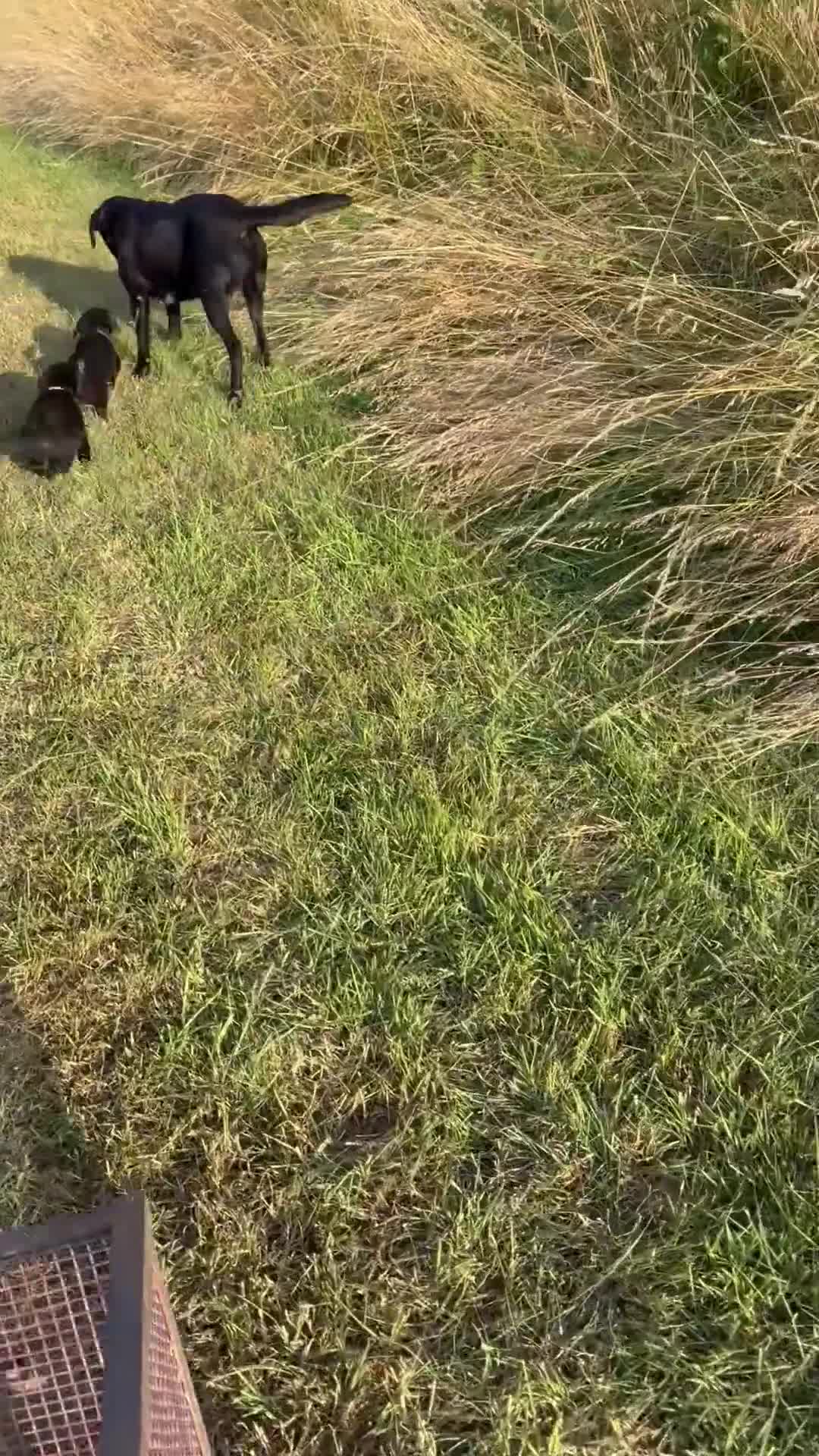 Labrador Retriever dogs for sale: Stunning Labrador Boy available 1st August   - Video 2