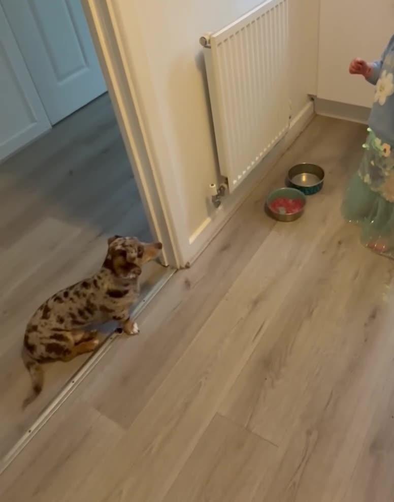 Chiweenie dogs for sale: Hugo Rehome  - Video 1