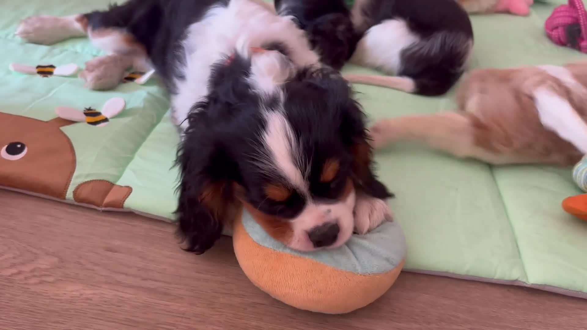 Cavalier King Charles Spaniel dogs for sale: Male KC reg & Health Tested Cavalier puppies - Video 2