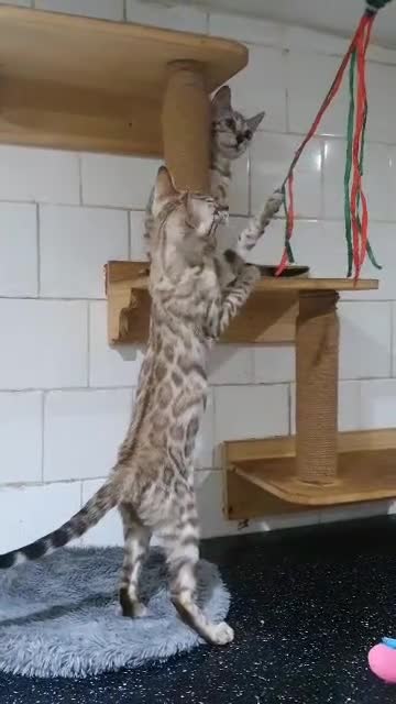 Bengal cats for sale: 🔥✨Pedigree TICA-Registered Bengals - Video 2