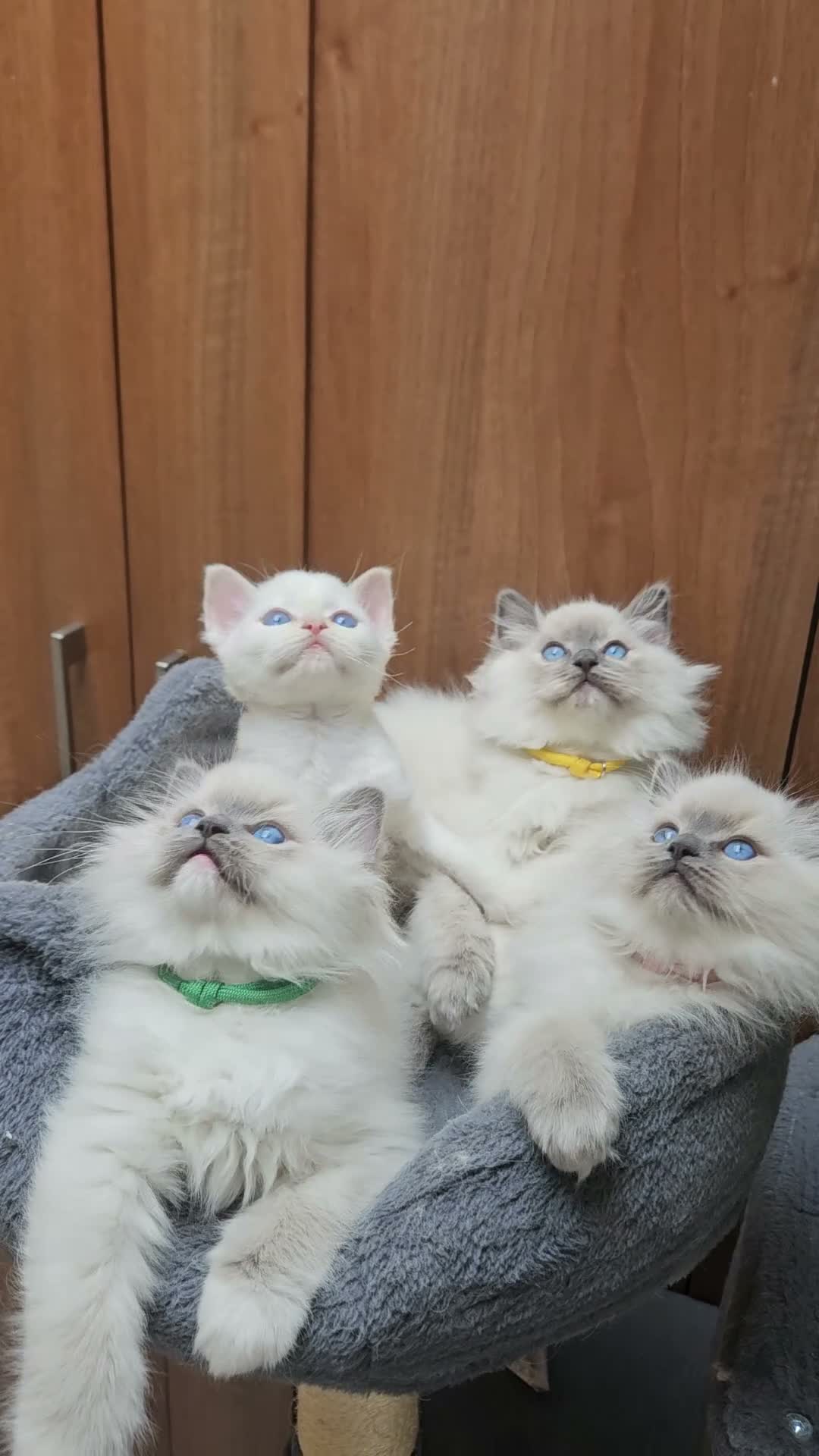 Ragdoll cats for sale: Pure Ragdoll Kittens Ready Leave Now  in Basildon - Video 3