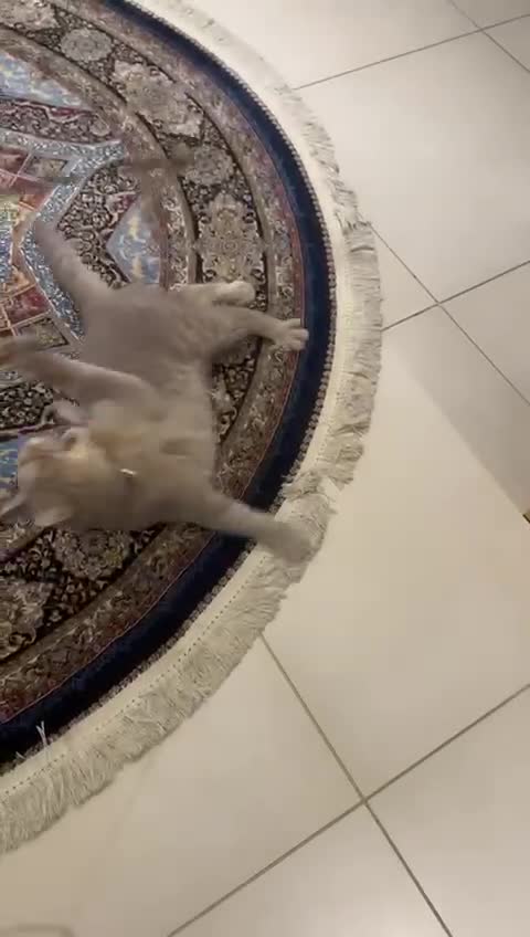 Mixed Breed cats for adoption: ASH - ADORABLE AFFECTIONATE BOY - Video 1
