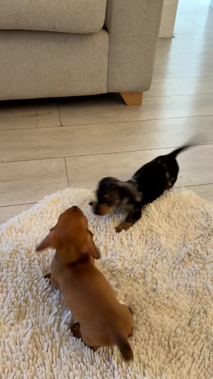 Miniature Dachshund dogs for sale: 1 miniture dachshund little girl left  - Video 1