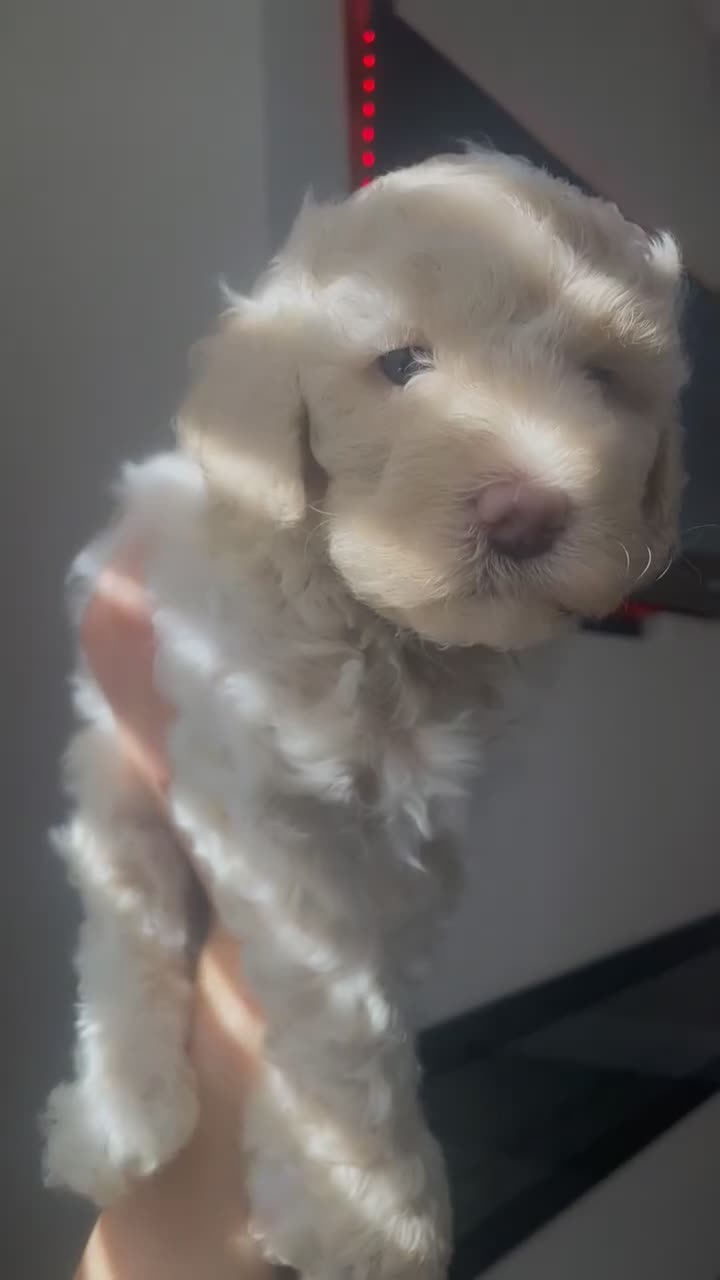 Poochon dogs for sale: Ready to leave NOW poochons🐶❤️ - Video 1