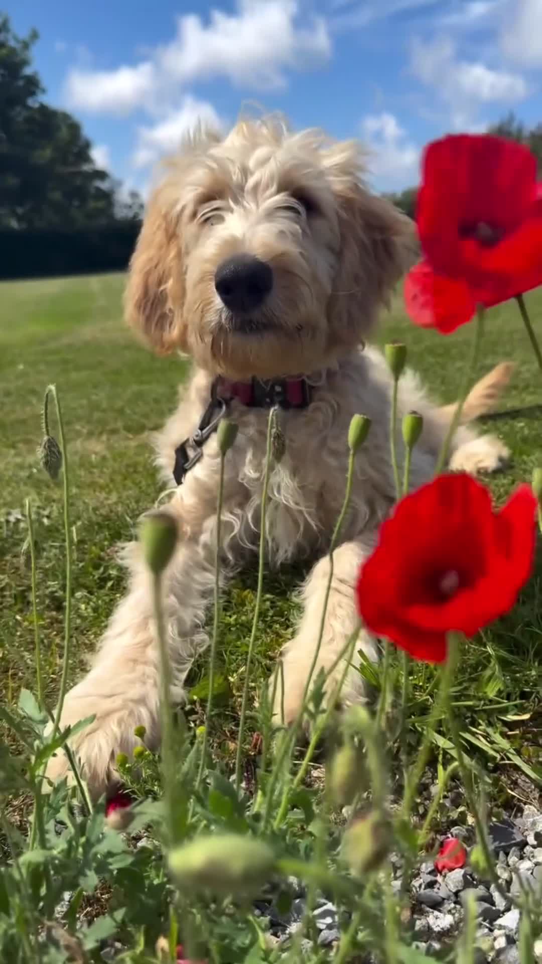 Goldendoodle dogs for sale: Beautiful Male Trained Goldendoodle Puppy - Video 1