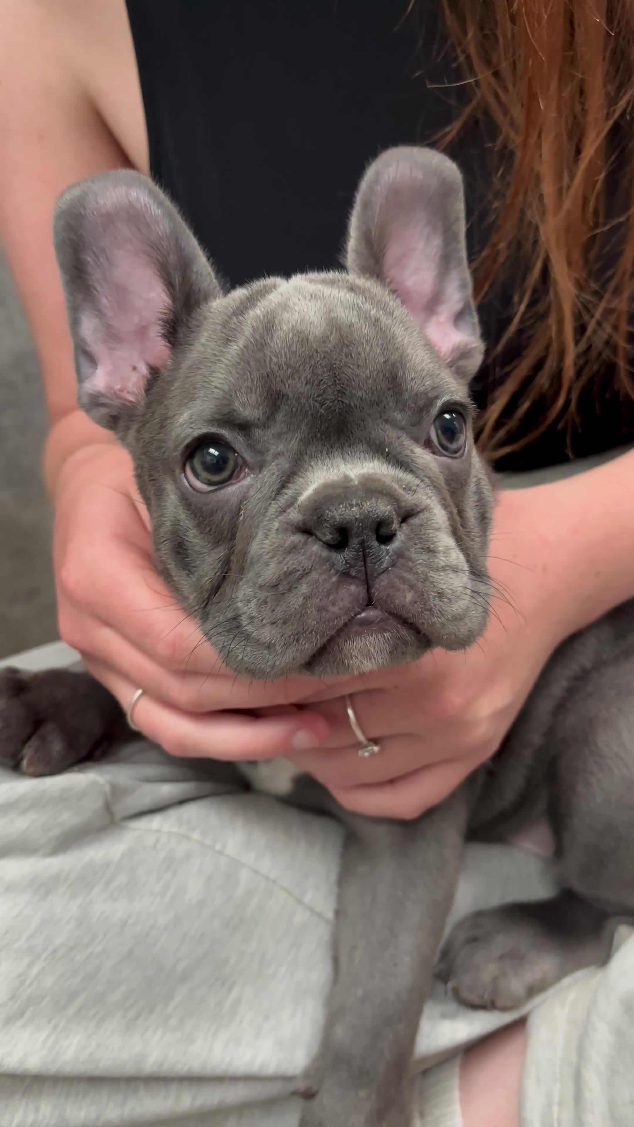 French Bulldog dogs for sale: 🐾KC registered Ready to go to there New homes🐾 - Video 2