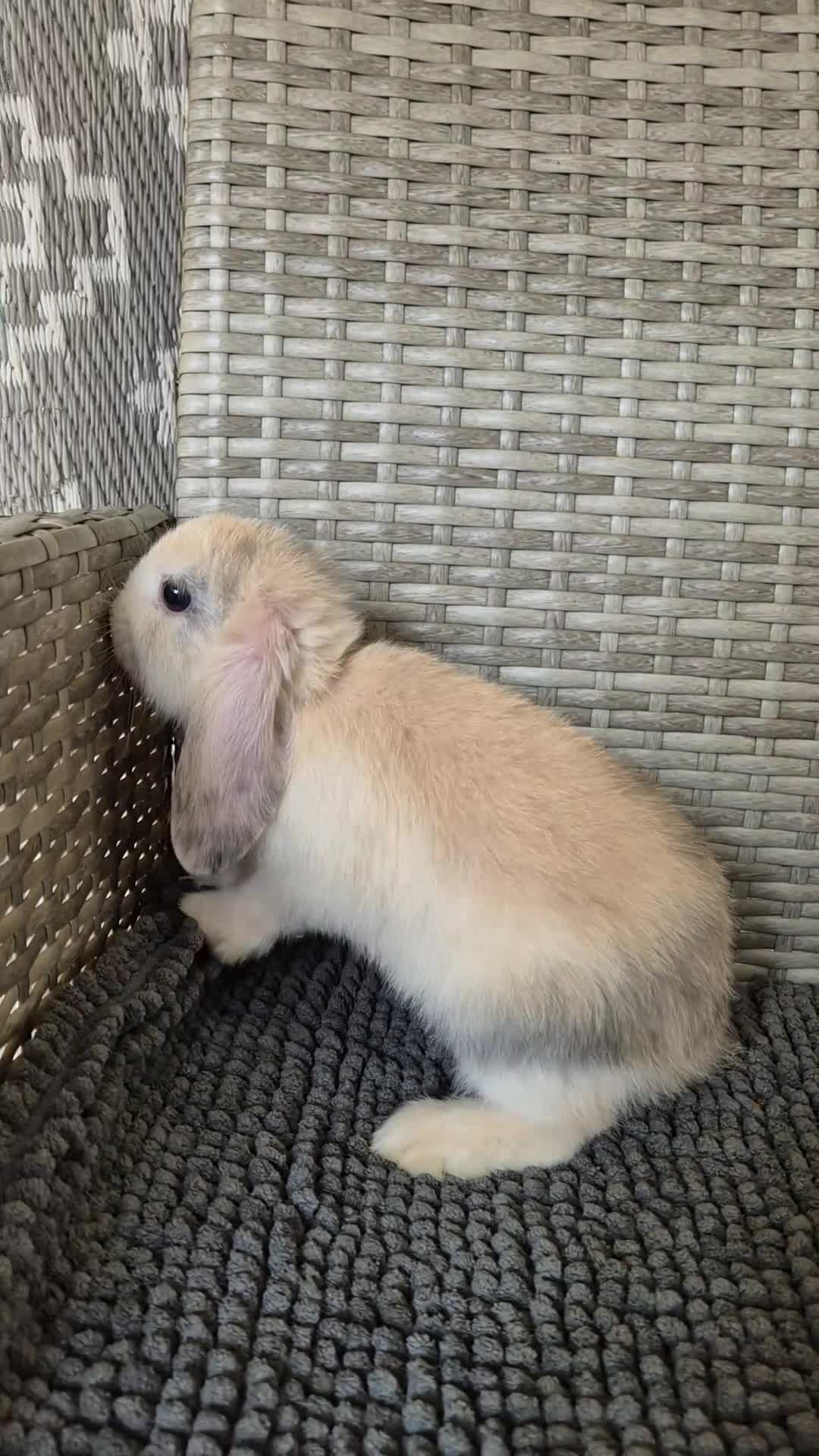 Mini Lop rabbits for sale: Mini Lop Baby Bunnies  - Video 4