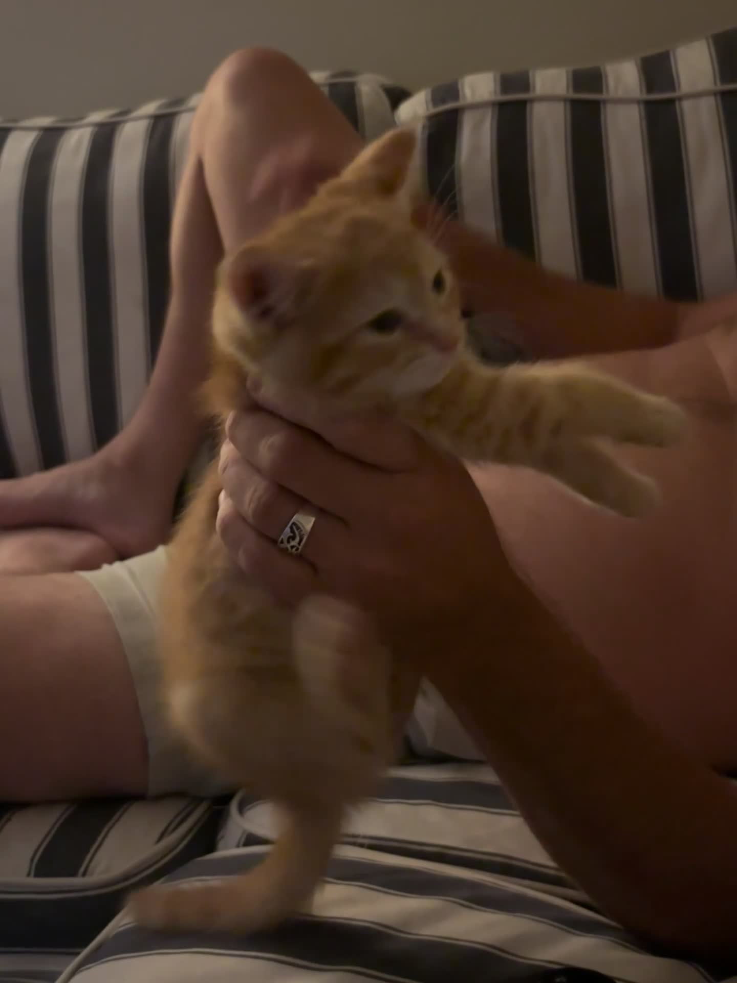 Mixed Breed cats for sale: Mixed breed chunky fluffy kittens - Video 1