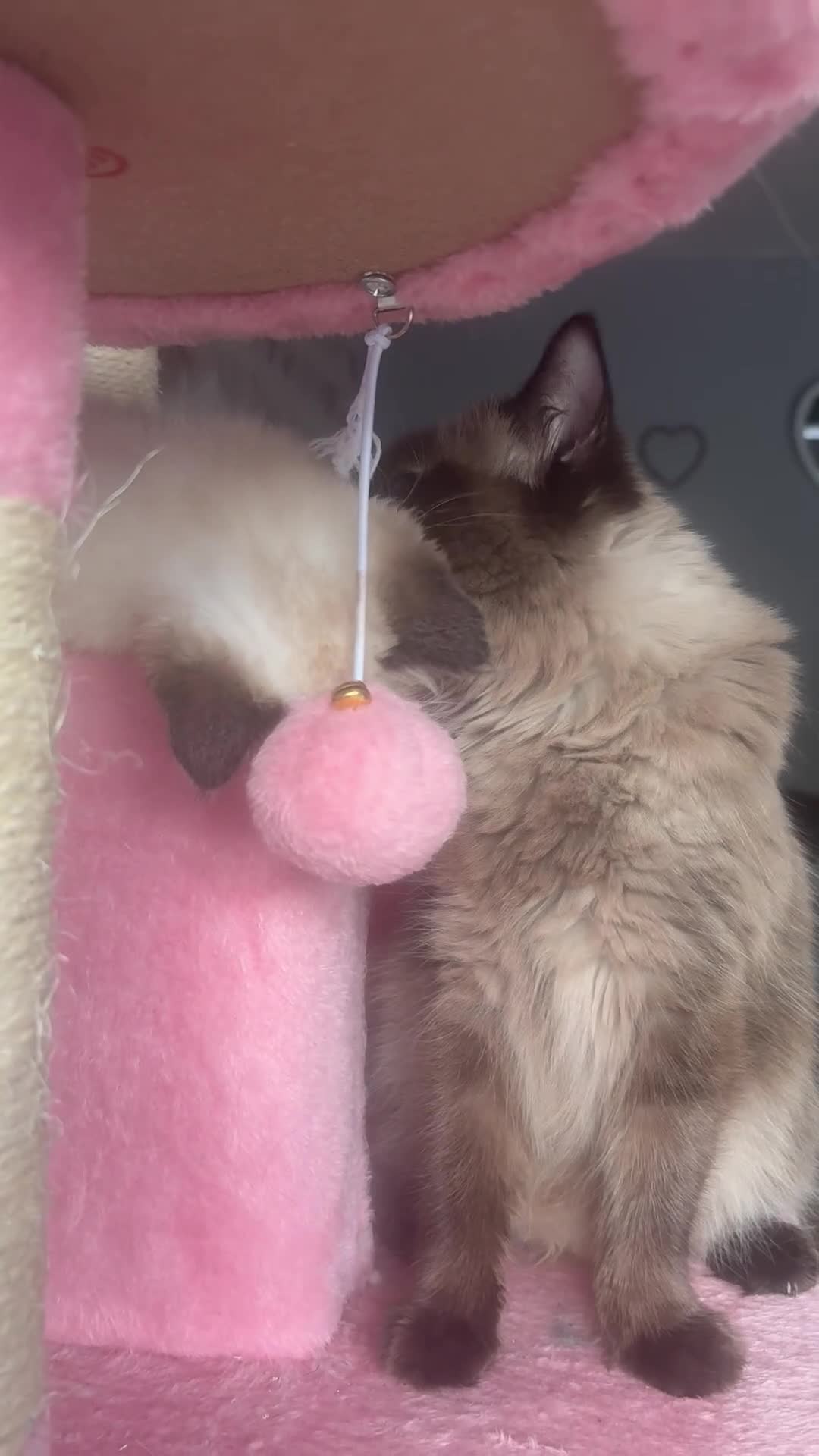Ragdoll cats for sale: Beautiful, fluffy ragdoll kittens  - Video 1