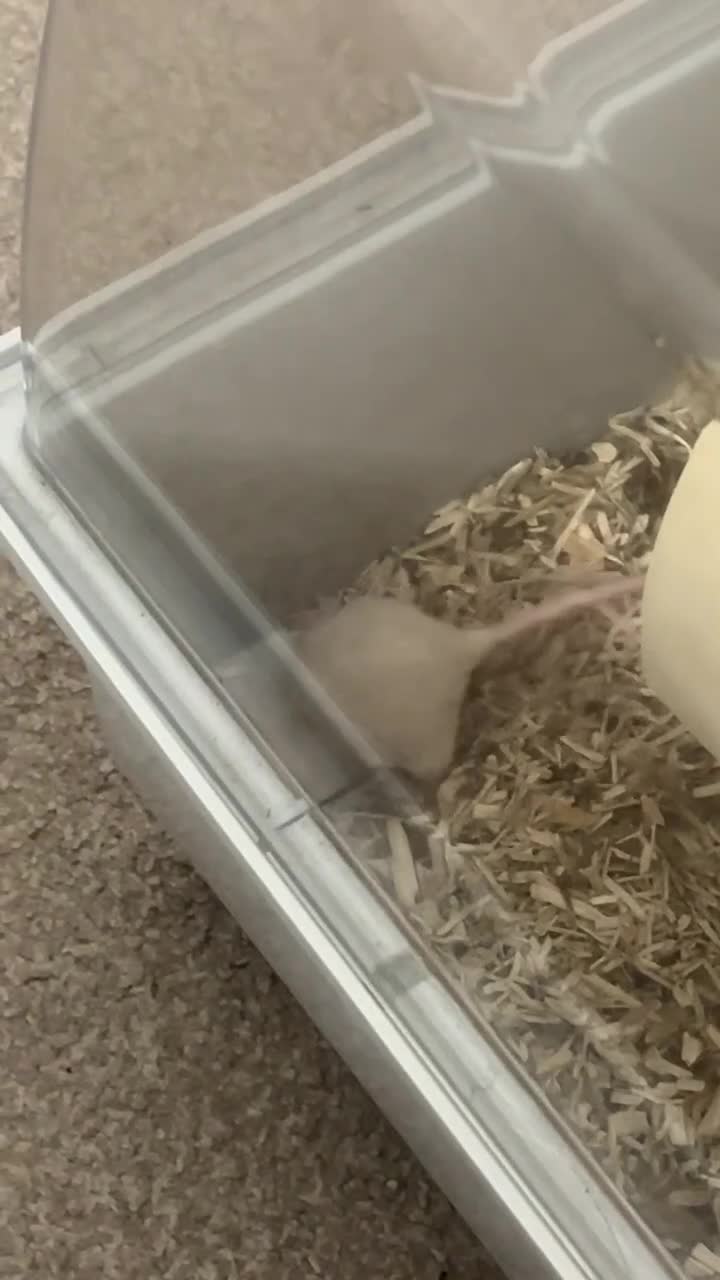 Mouse rodents for sale: 2 Female Pet Mice + Full Set Up And Accessories  - Video 5