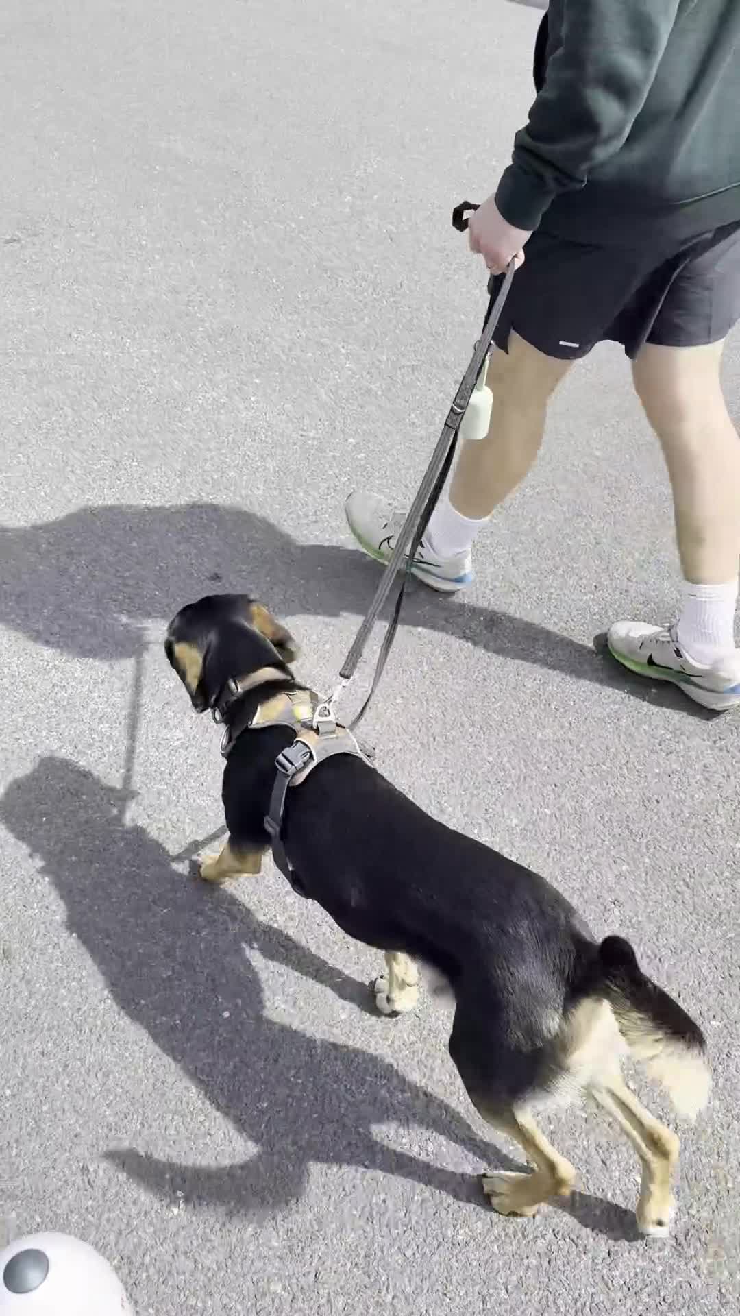 Mixed Breed dogs for adoption: URGENT: Ivan (Greek Harehound) - Video 3