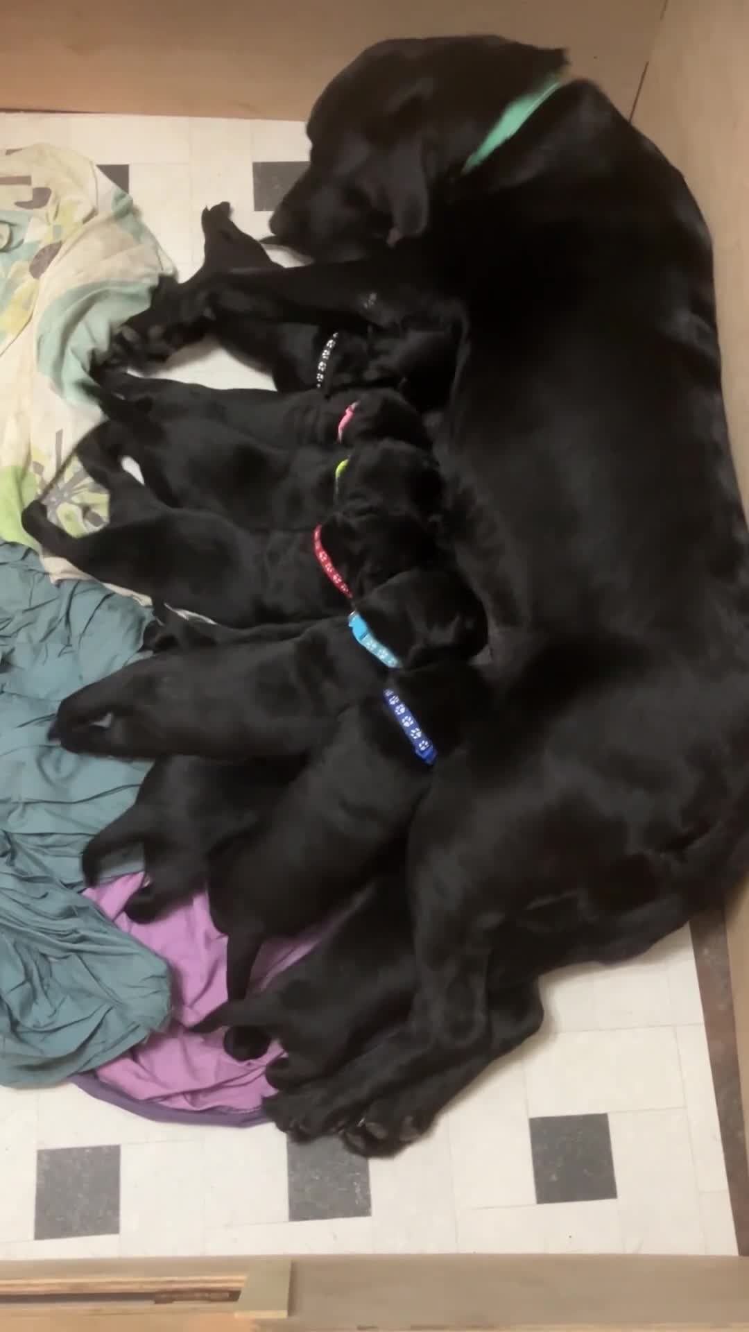 Labrador Retriever dogs for sale: Litter of 10 Beautiful black Puppies - Video 1