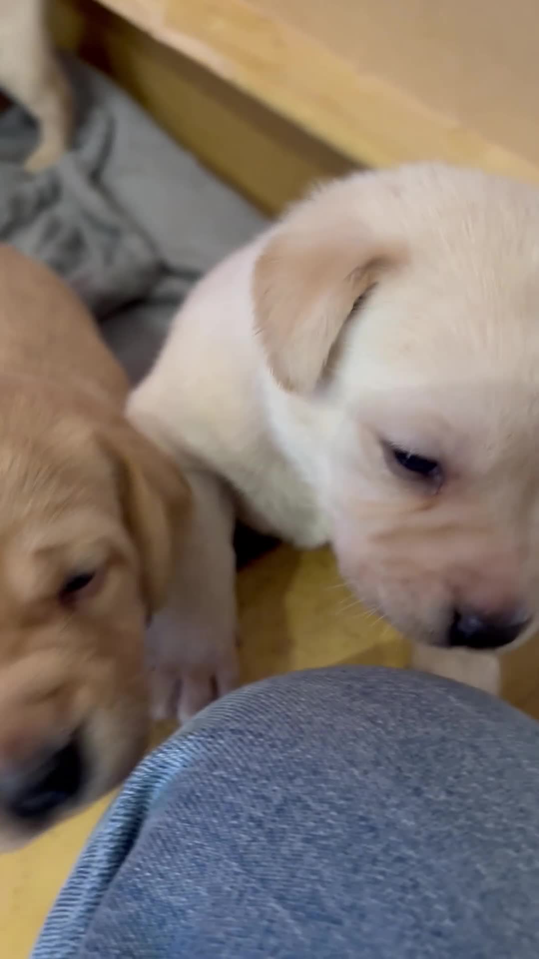 Labrador Retriever dogs for sale: Labrador Retriever Puppies - 6 Boys / 3 Girls - Video 3