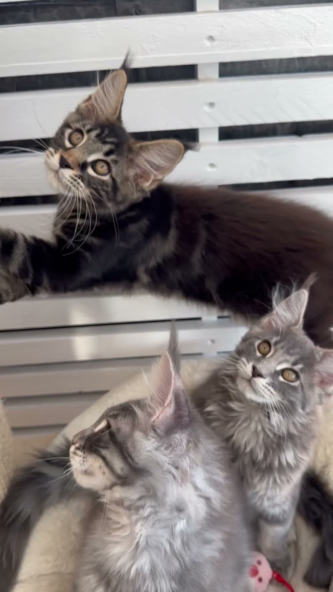 Maine Coon cats for sale: ✨2 Gorgeous Pure Breed Maine Coon Kittens✨ - Video 2