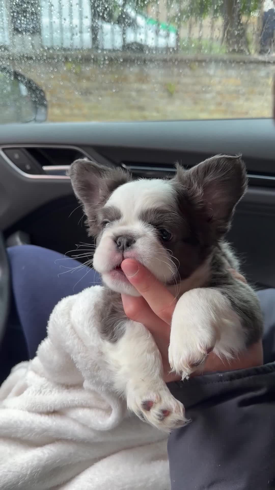 French Bulldog dogs for sale: LAST TWO - Top Quality Fluffy Coat French Bulldogs - Video 1