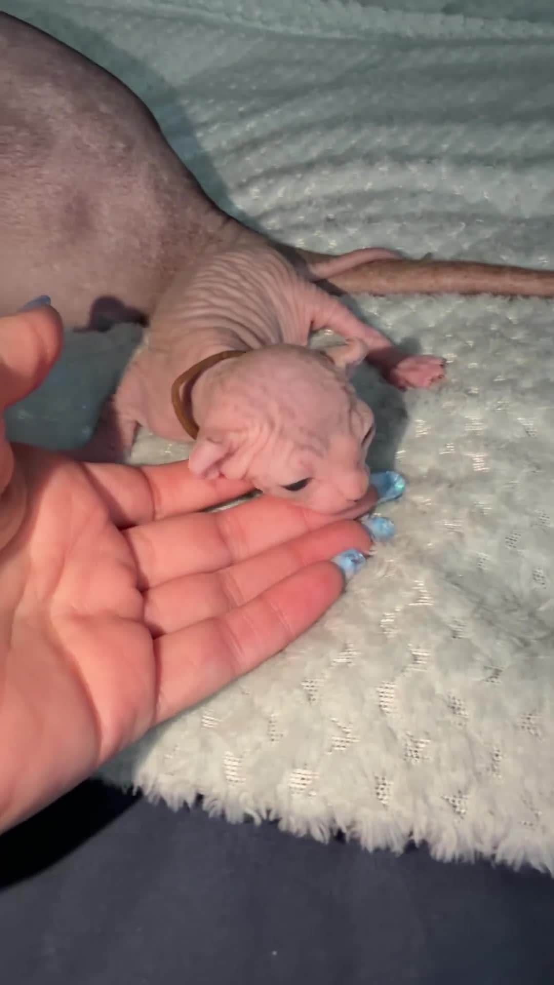 Sphynx cats for sale: ✨ Stunning 3 Elf Sphynx Kittens and one streight  - Video 4