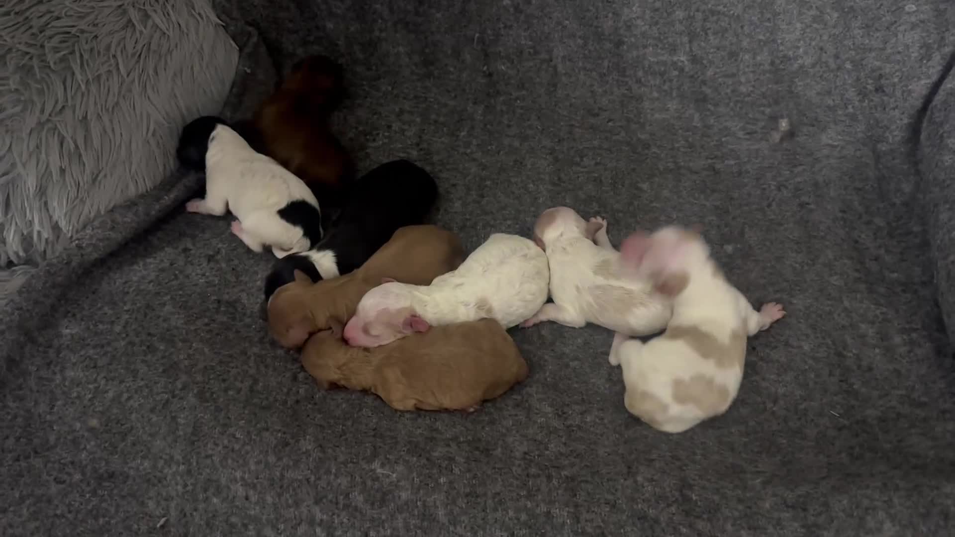 Mixed Breed dogs for sale:  Fab❤️Ttoodle Tibetan terrier x Miniature Poodle - Video 3