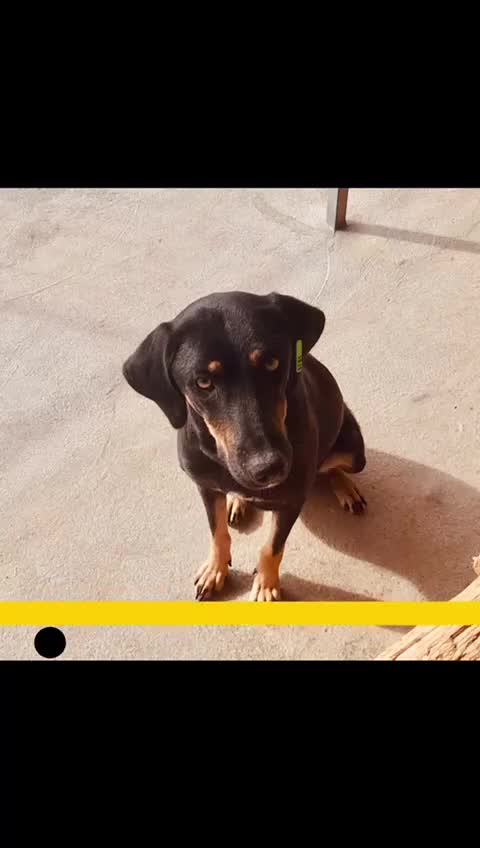 Mixed Breed dogs for adoption: Bella, 2 yrs old. Available for adoption. - Video 1