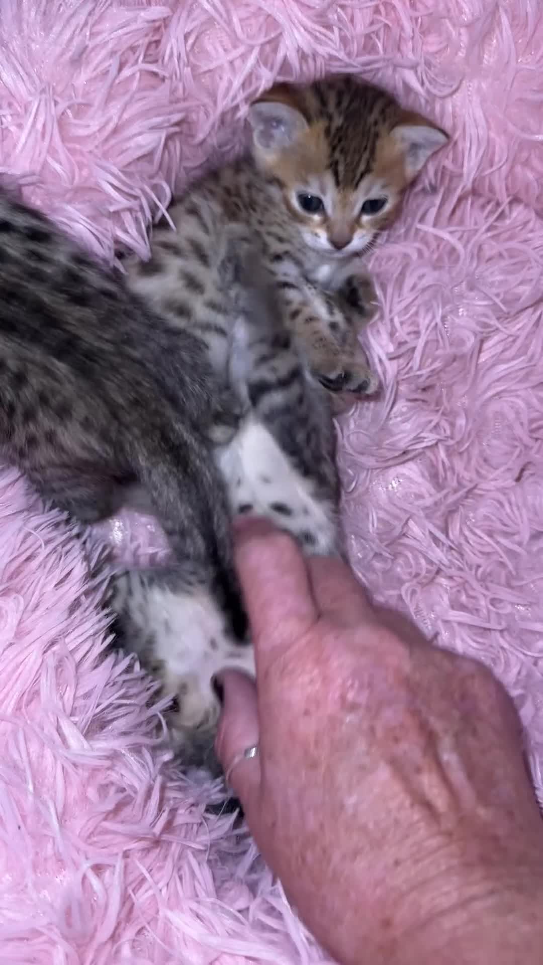 Savannah cats for sale: Stunning Savannah Kittens - Video 2