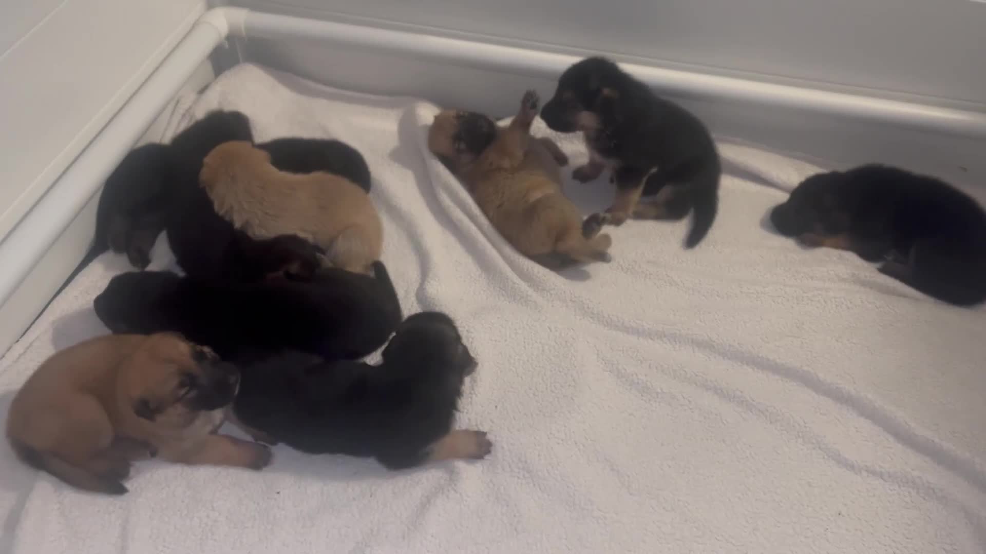 German Shepherd dogs for sale: ADORABLE GERMAN SHEPHERD PUPPIES! 😍 - Video 3