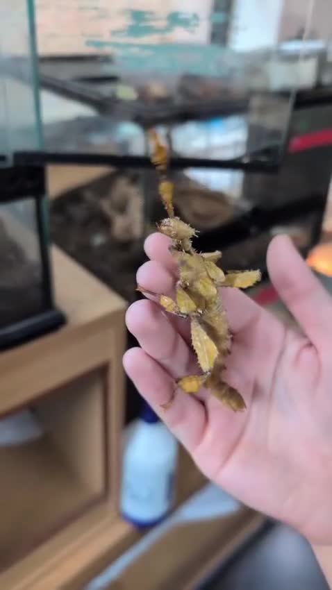 Stick Insects invertebrates for sale: Baby Macleay's Spectre Stick Insects - Video 1