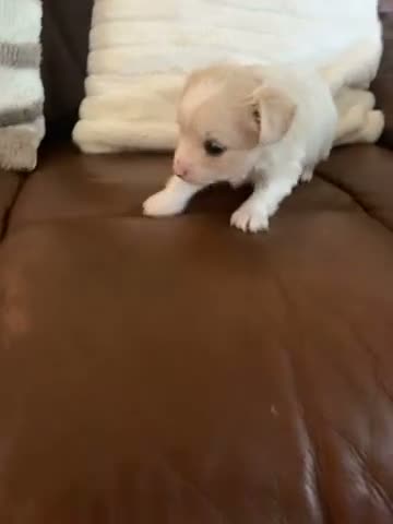 Jack Chi dogs for sale: Male  - Video 1