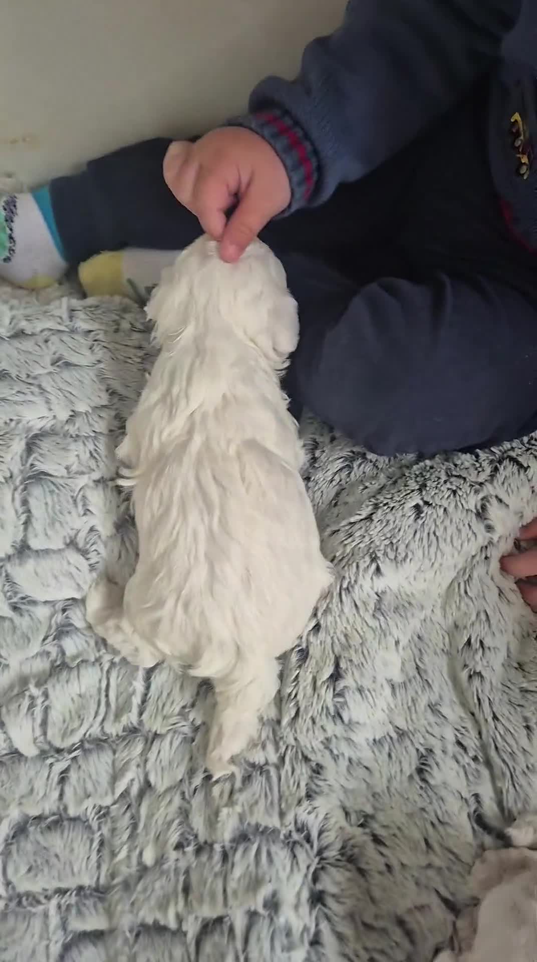 Maltipoo dogs for sale: Stunning Toy Maltipoo Female PuppyDNA tested clear - Video 3