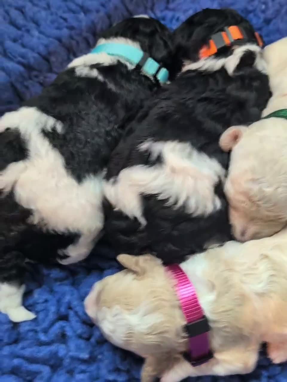 Cavapoo dogs for sale: Stunning Markings F1B Toy Cavapoo puppies  - Video 4