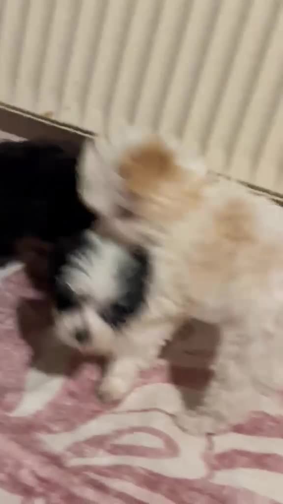 Maltipoo dogs for sale:     🤍🐾 Our F1 Asian Maltipoo Puppies🤍🐾 - Video 1