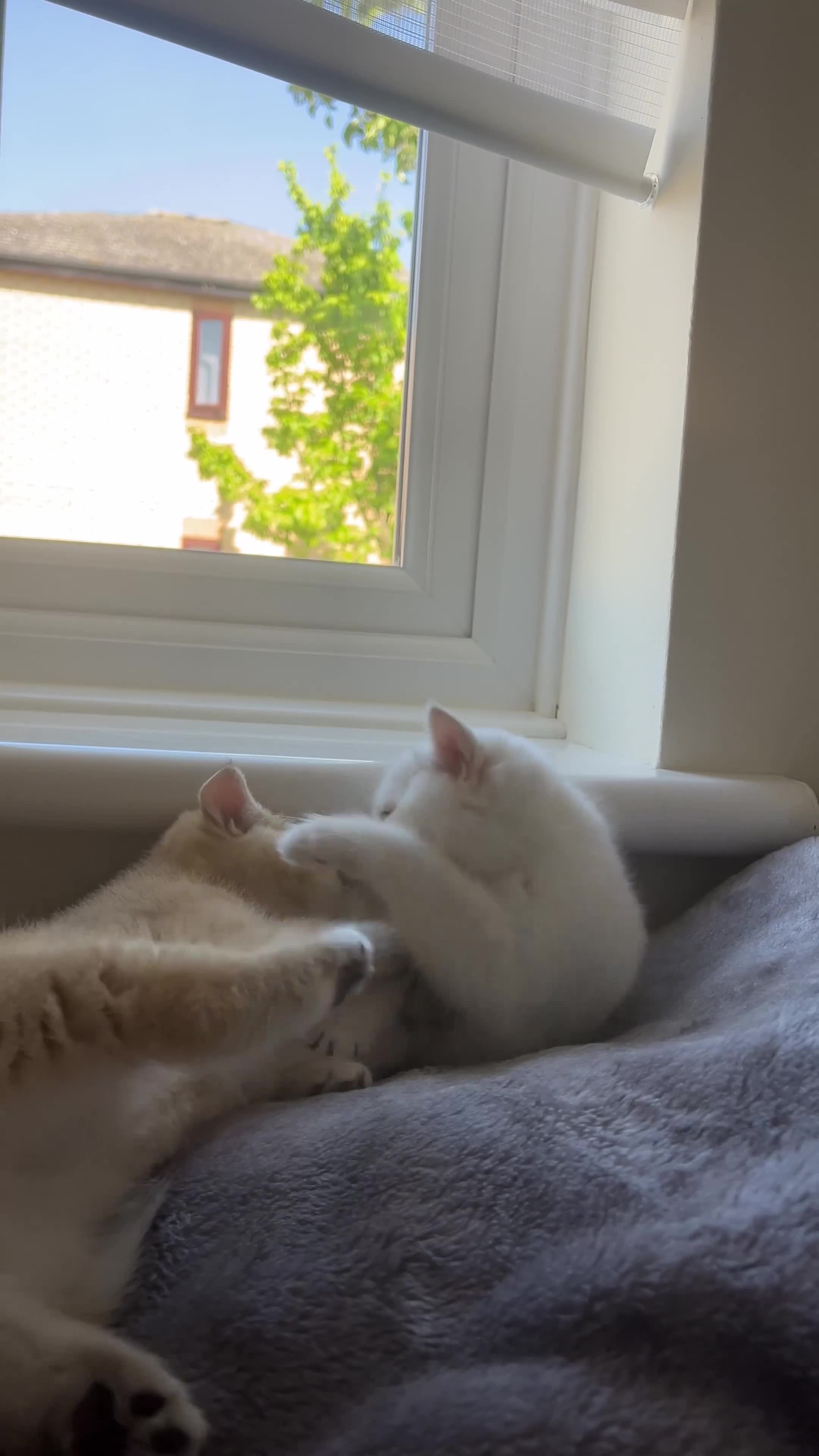 British Shorthair cats for sale: British Long/Shorhair Kittens  - Video 1