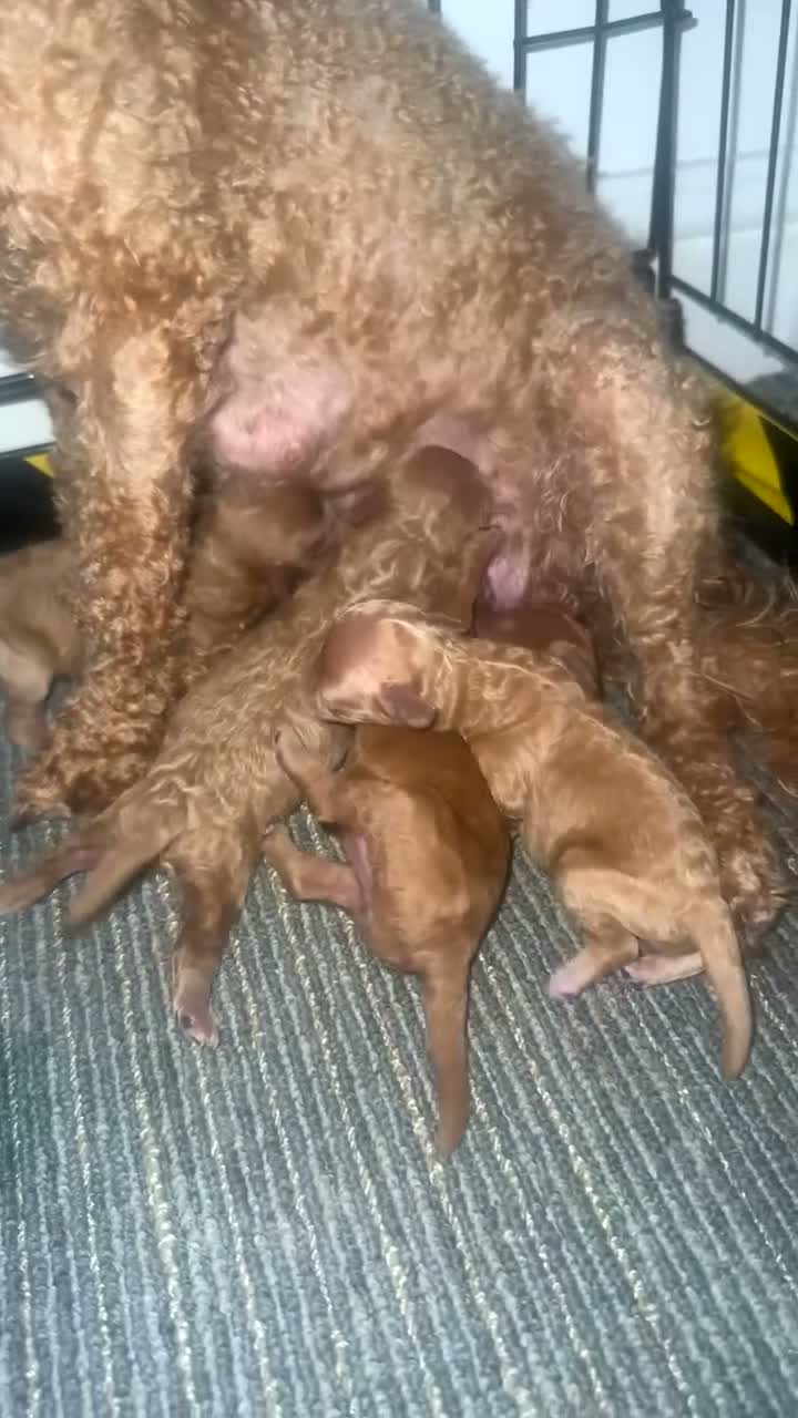Toy Poodle dogs for sale: 4 red toy poodles for sale  in Hull - Video 1
