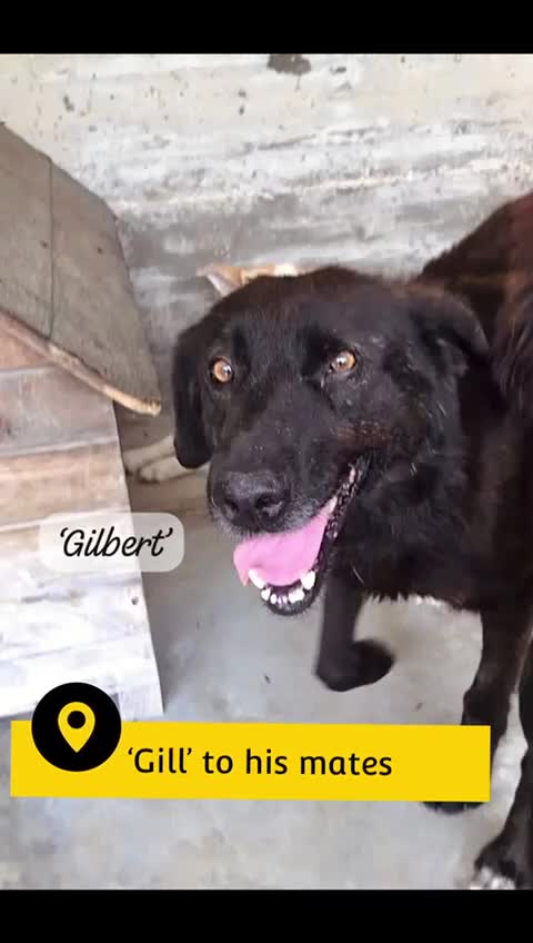 Mixed Breed dogs for adoption: Gilbert, 6 yrs old. Reserved stc. - Video 1