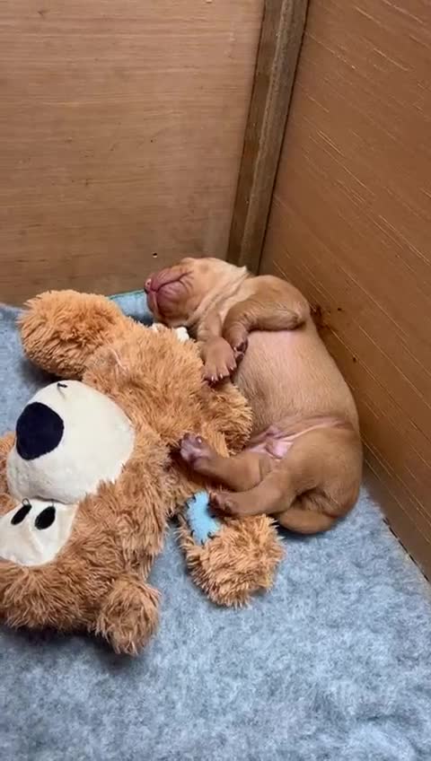 Hungarian Vizsla dogs for sale: 1CHUNKY DEEP RED HUNGARIAN VIZSLA GIRL PUPPY LEFT - Video 3