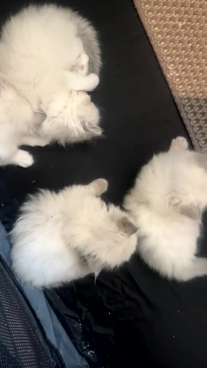 Ragdoll cats for sale: Ragdoll kittens - Video 3