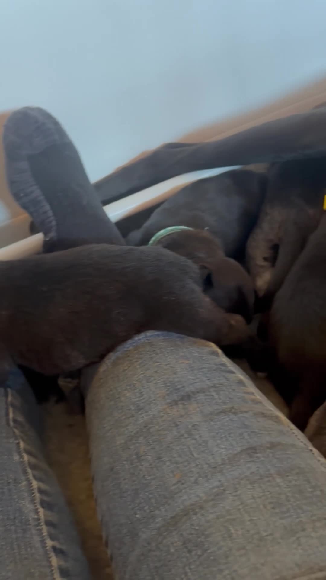 Mixed Breed dogs for sale: Belgian Malinois X Lurcher - Video 1