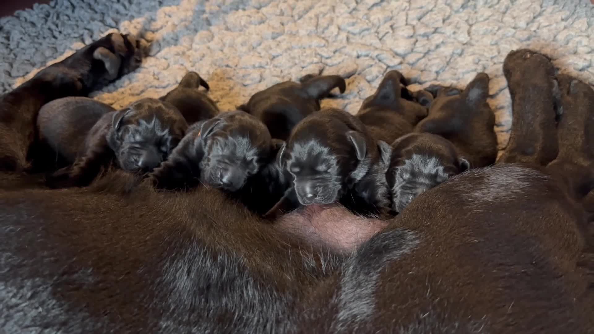 Labrador Retriever dogs for sale: Premium Pedigree Puppies for Labrador Lovers - Video 2
