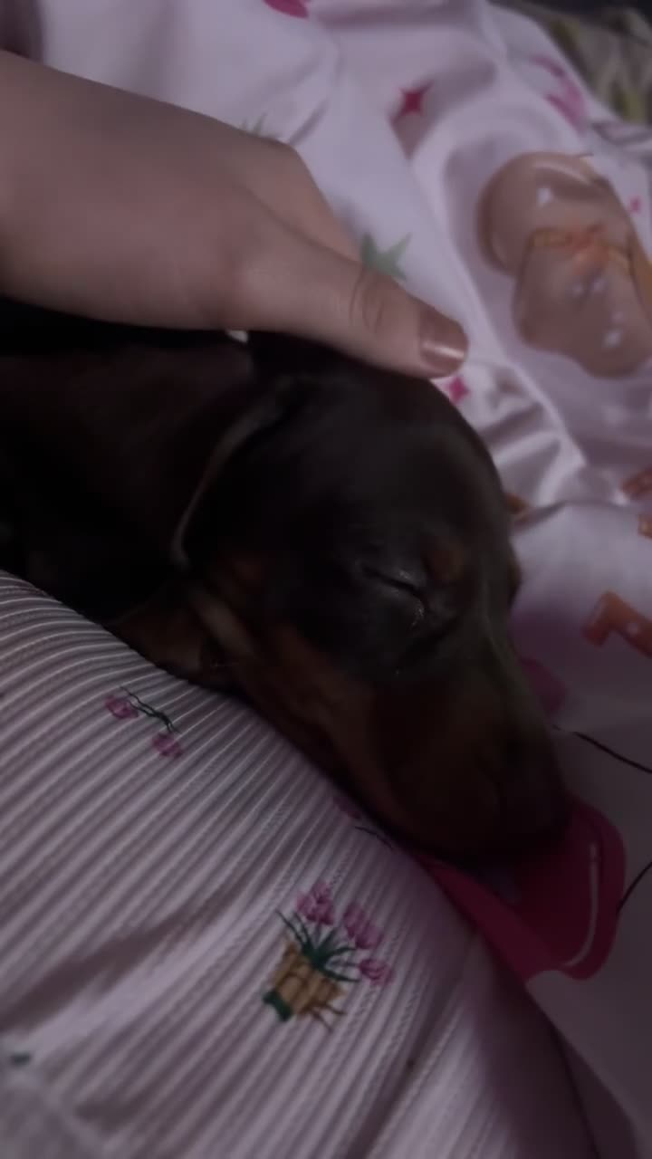 Miniature Dachshund dogs for sale: Miniature dachshund  - Video 4